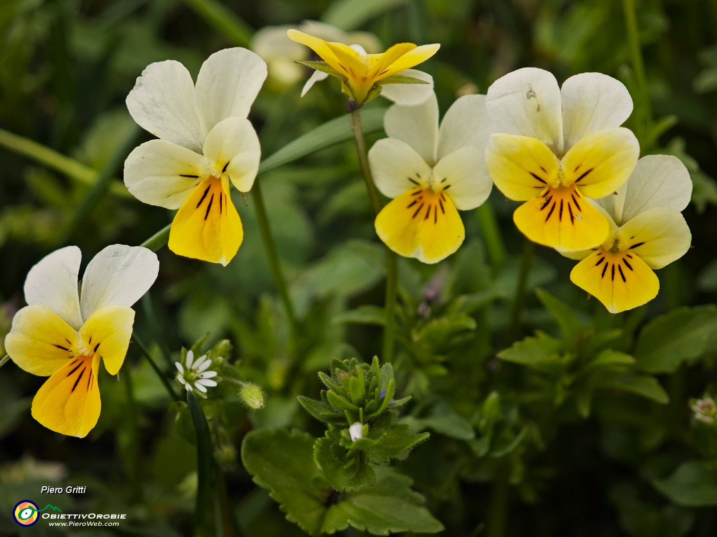 65 e pure la Viola biflora (Viola gialla)  .jpg